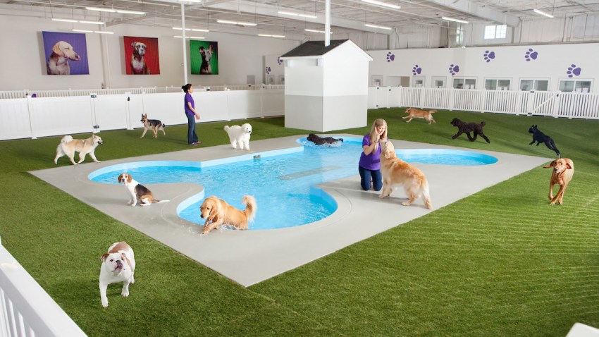NYC Airport Animal House