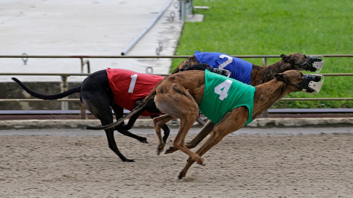 As More Tracks Close, Greyhound Racing Nearing End After Long Slide - Vimarsana News