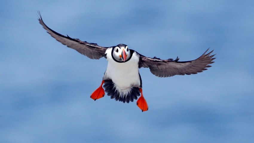Puffin Peeping
