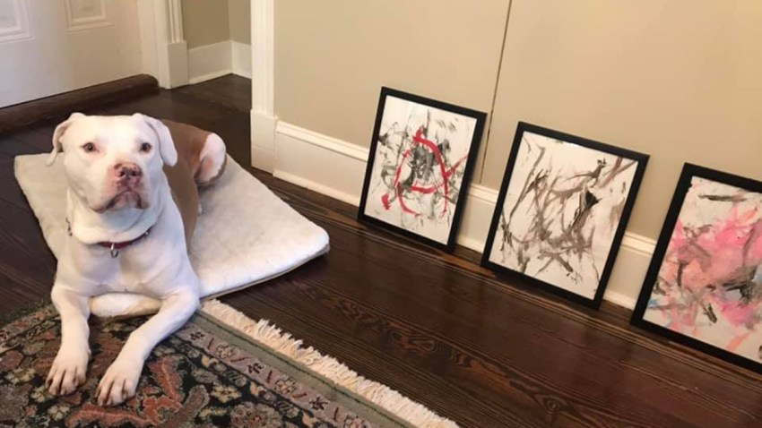 An up-and-coming four-legged artist in Virginia has raised $4,000 for the Animal Welfare League of Alexandria. Under the nickname "Ricasso," the precocious 6-year-old Staffordshire terrier sold nearly 20 pieces in his debut collection.