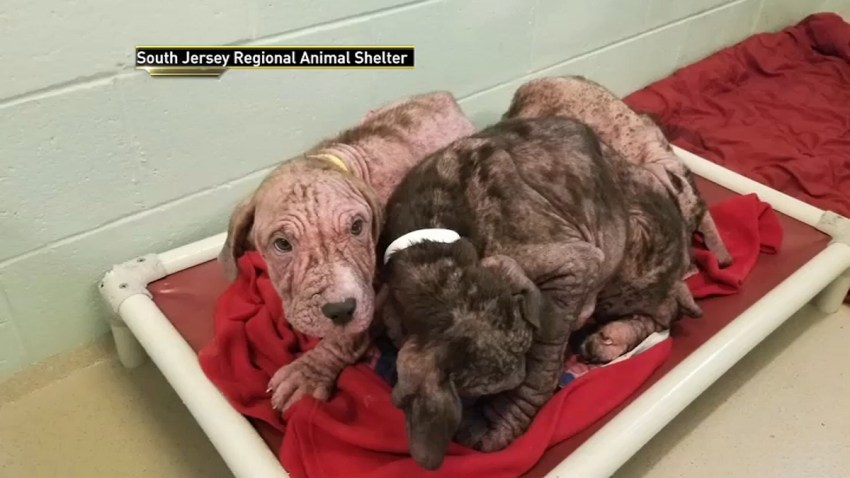 5 Sick Injured Puppies Dumped On Side Of New Jersey Road Nbc