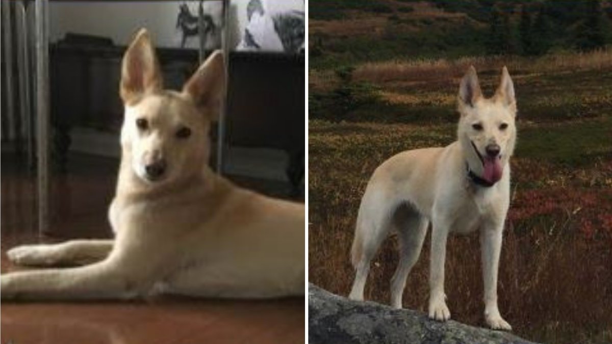 Owner and Beloved Dog Reunited After Pet Was Taken From Brooklyn IKEA ...