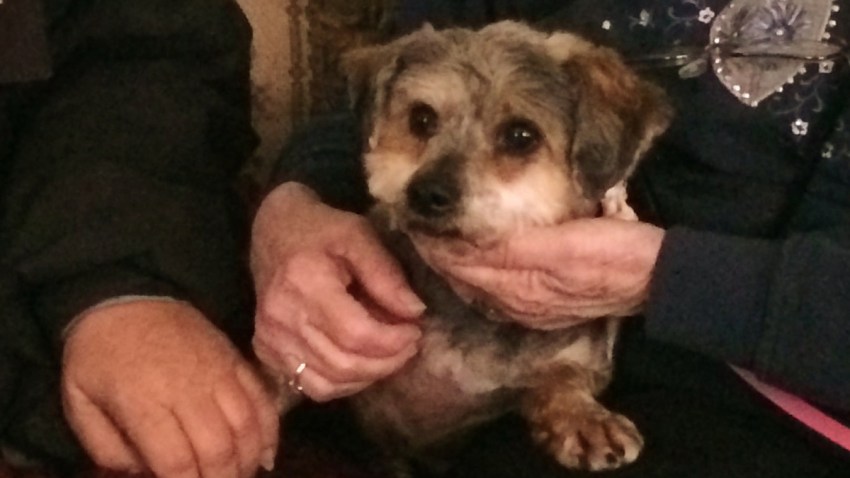 Annie the dog missing