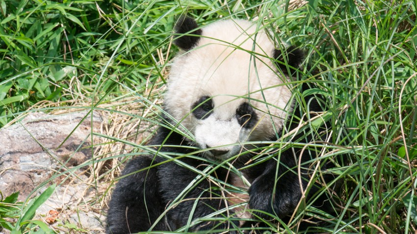 BaoBao3 Thumbnail