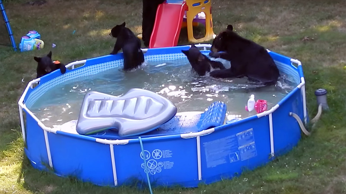 Mama Bear, 5 Cubs Play in Kiddie Pool NBC New York