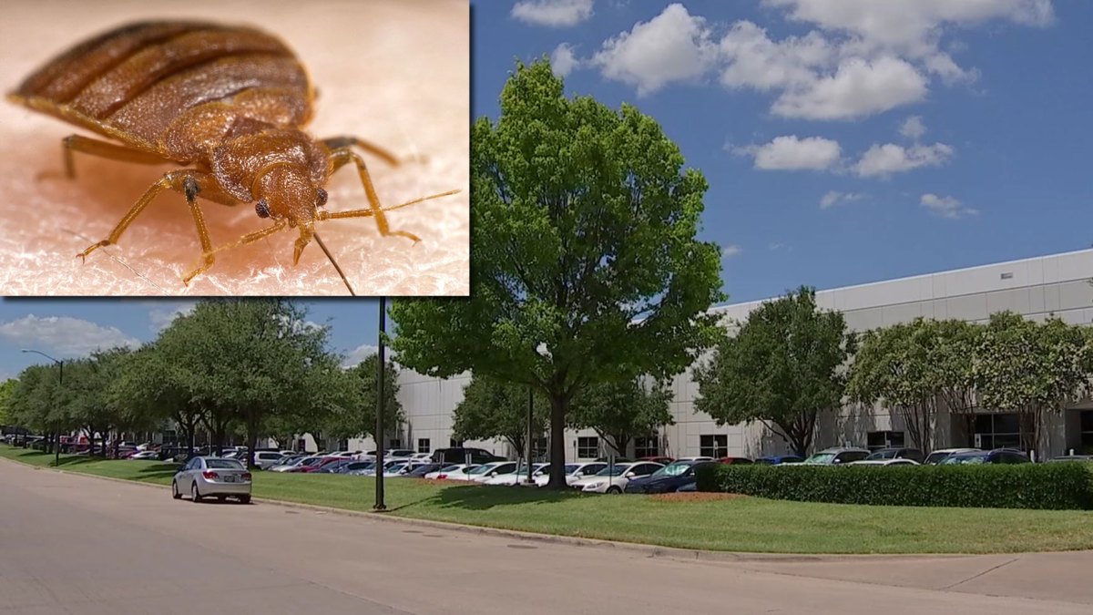 Bed Bugs Infest Government Office That Deals With Disasters Nbc New York 5737