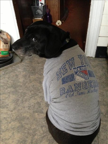 rangers dog jersey