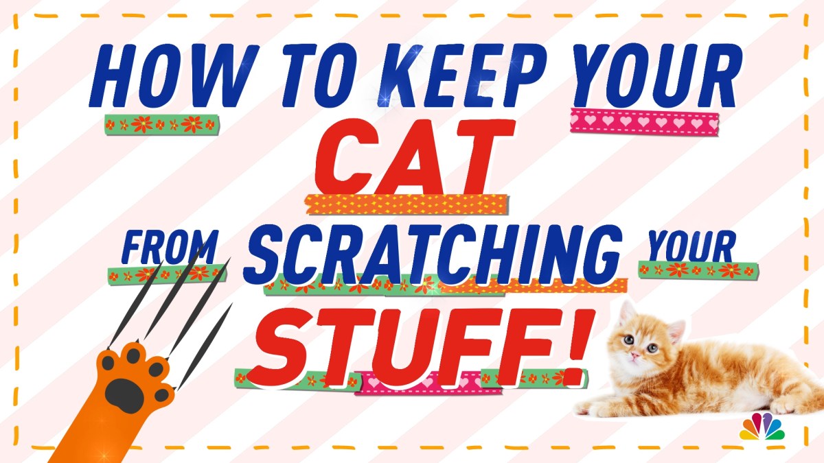 How to Keep Your Cat From Scratching Your Stuff NBC New York