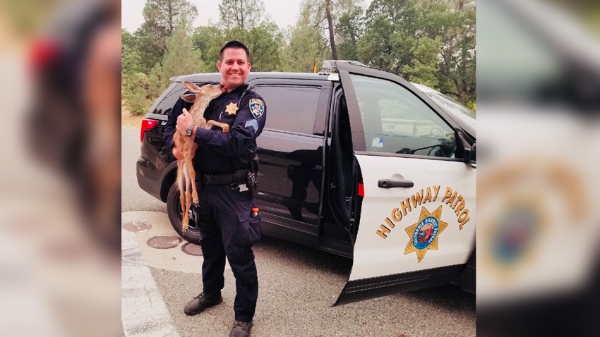 Highway Patrol Officer Rescues Fawn From California Wildfire – NBC New York