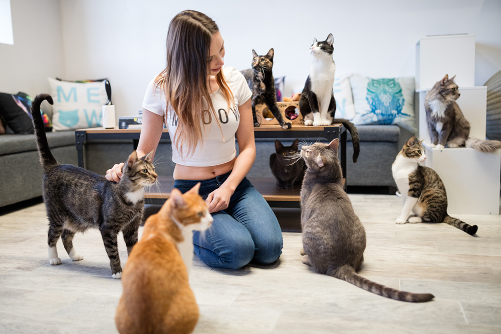 Cat Cafes New Purrfect Paradises For At Risk Shelter Cats Nbc