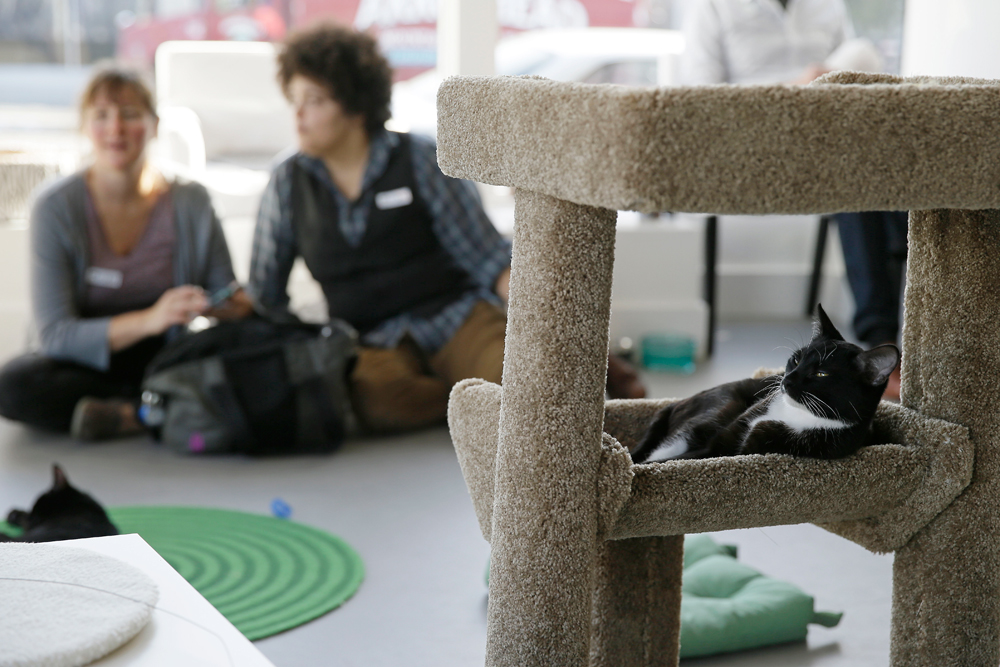 Cat Cafes New Purrfect Paradises For At Risk Shelter Cats Nbc New York