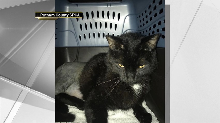 Cat shot Putnam County