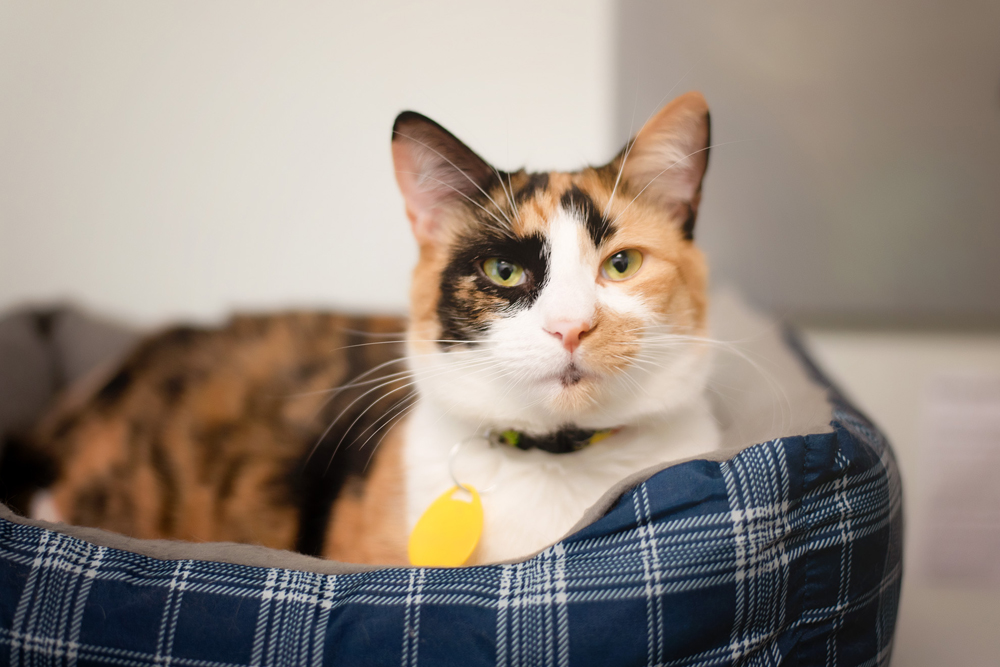 Cat Cafes New Purrfect Paradises For At Risk Shelter Cats Nbc