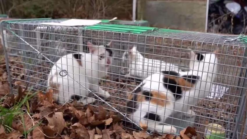 Valley Stream Nbc New York