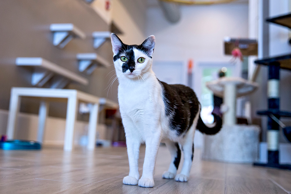 Cat Cafes New Purrfect Paradises For At Risk Shelter Cats Nbc
