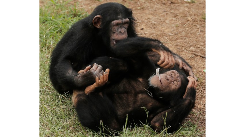 Chimp Haven Sanctuary in Keithville, LA