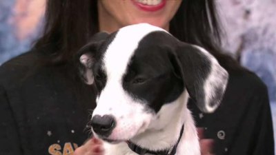 Clear the Shelters With Best Friends Animal Shelter – NBC New York