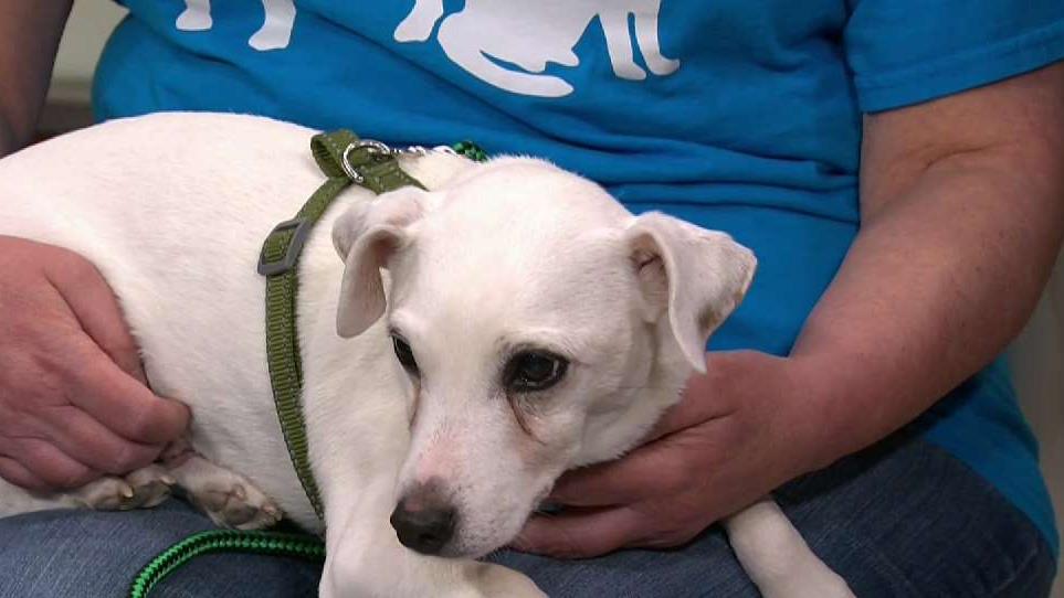 spca clear the shelters