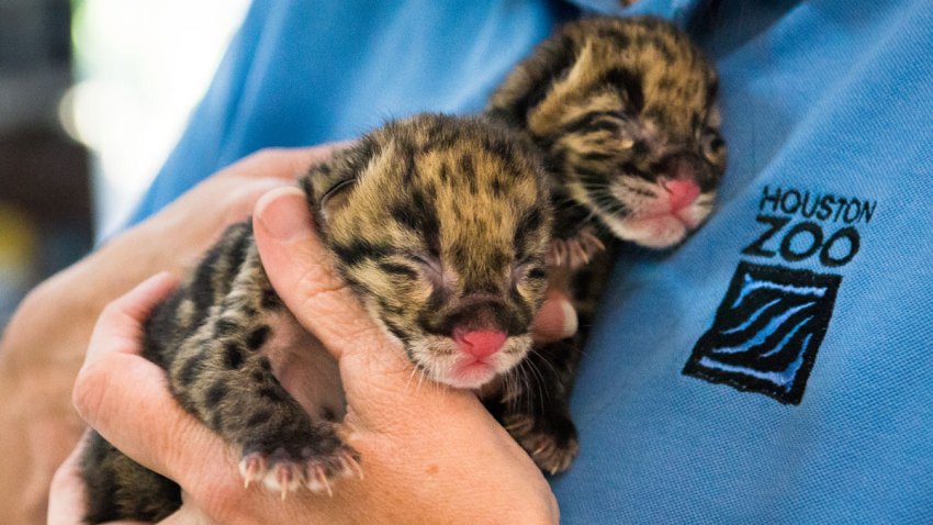 Clouded-Leopard-Cubs