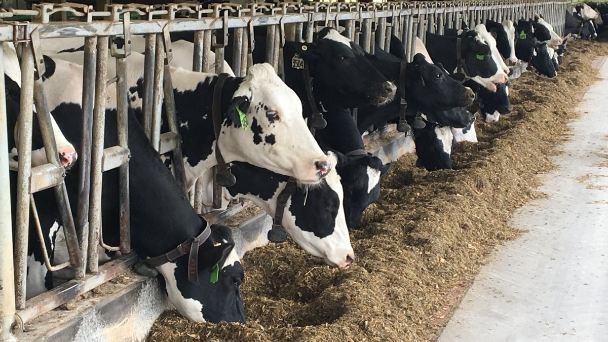 Bird flu confirmed at three Texas Panhandle dairies – NBC New York - Vimarsana News