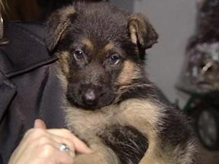 Ain T Nothing But A Pound Dog Nbc New York