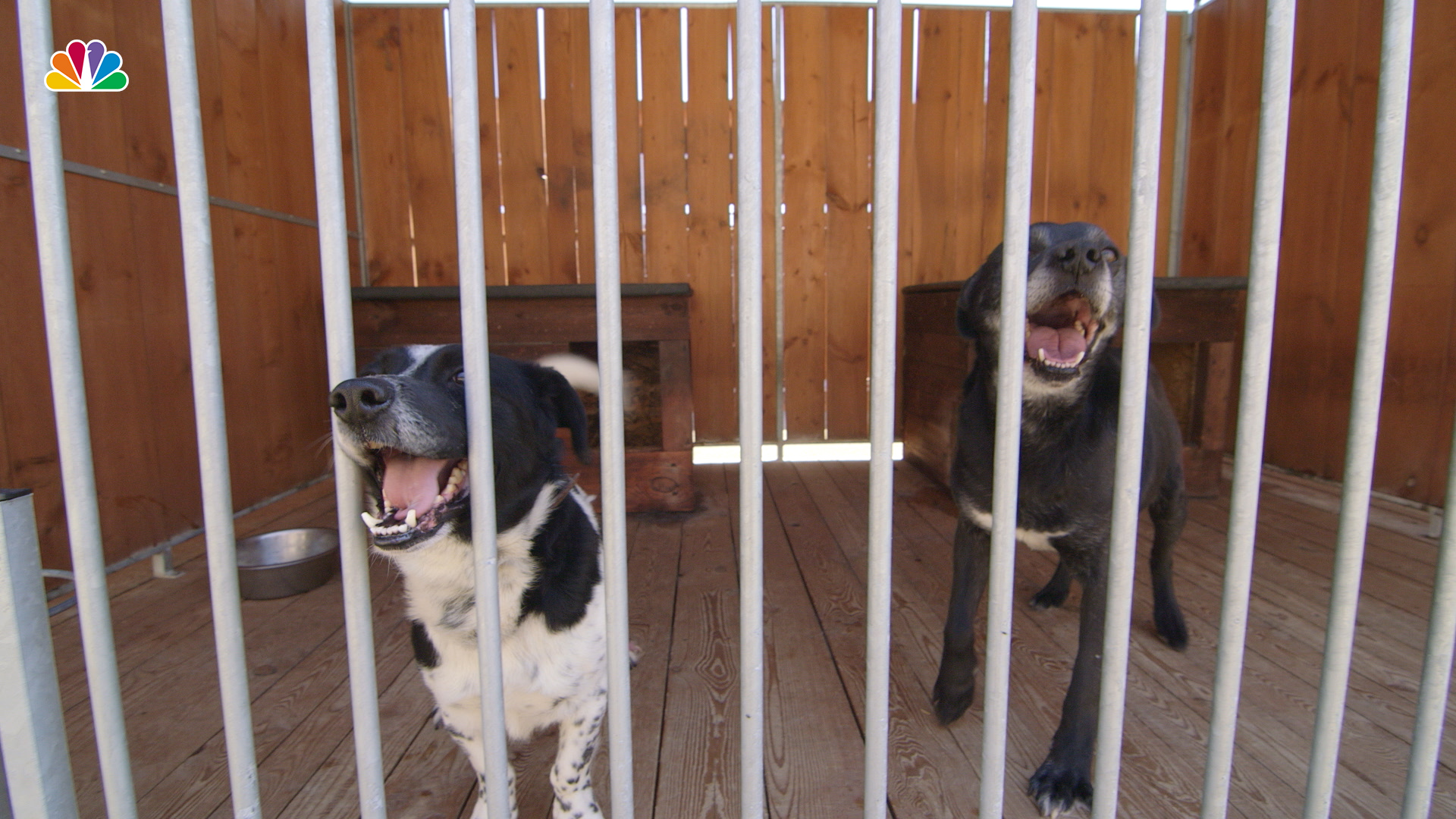 most common rescue dog breeds