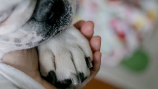 A close-up of a dog paw "holding hands" with a human companion