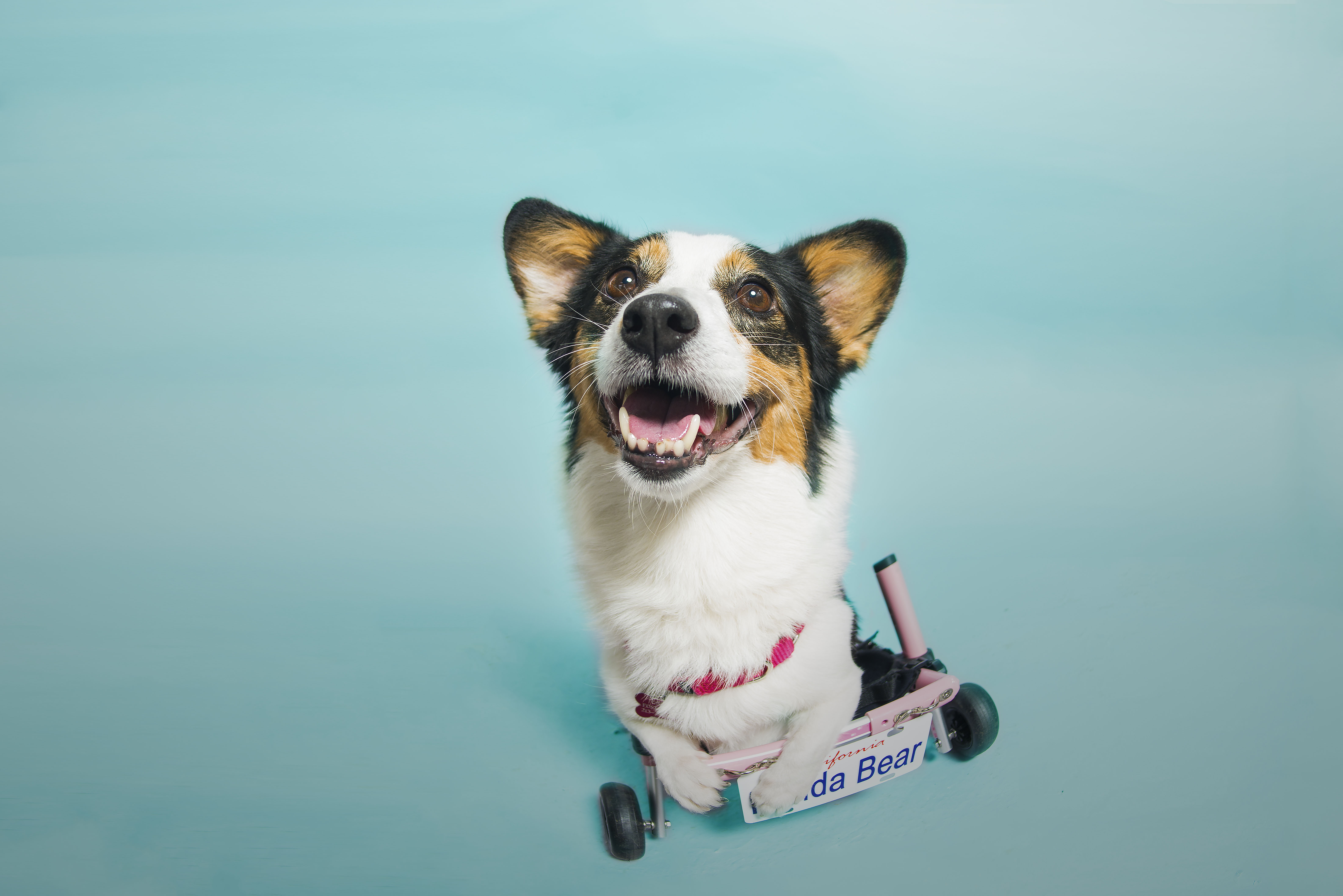 DSC_9647_Panda.jpg?quality=85&