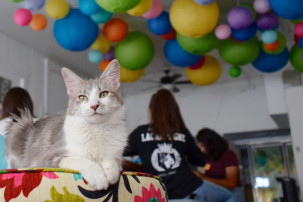 Cat Cafes New Purrfect Paradises For At Risk Shelter Cats Nbc New York