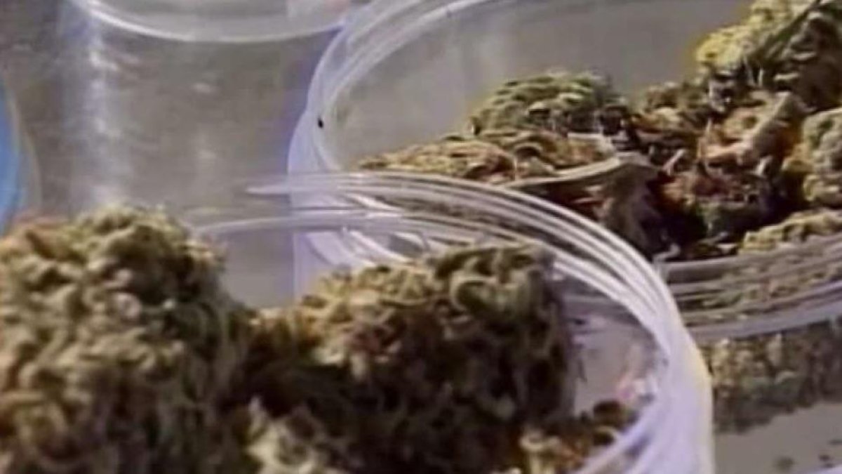 Brooklyn Gets in Legal Marijuana Business as States OKs More Licenses – NBC New York - Vimarsana News
