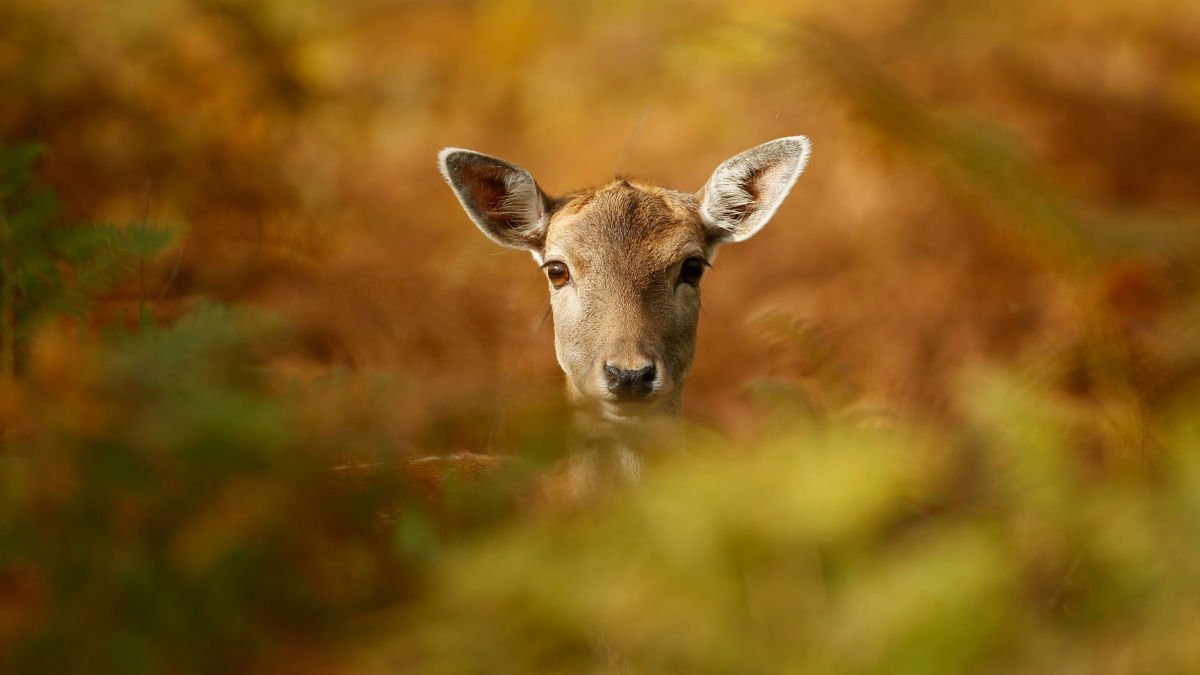 COVID19 Mutations in NY Deer Raise Questions About Human Impact Study NBC New York