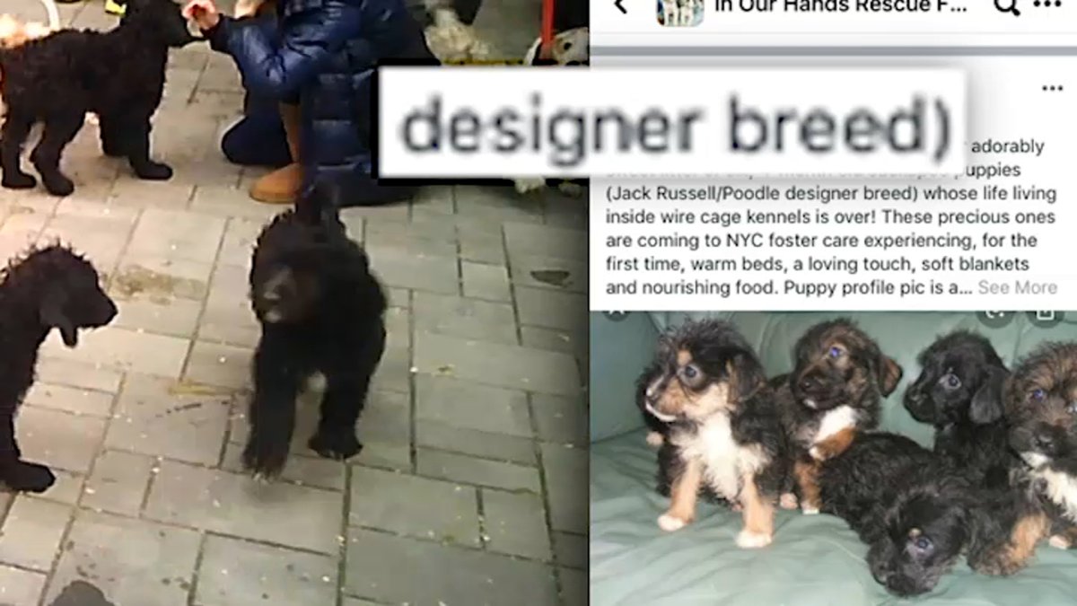 I Team Designer Breed Puppies Adopted As 1 500 Rescues Nbc New York