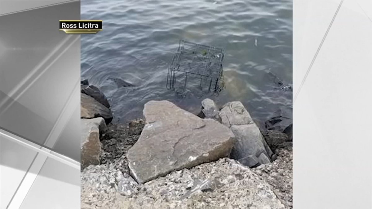 Man Sentenced for Leaving Puppy to Drown in Cage on Shore of NJ River