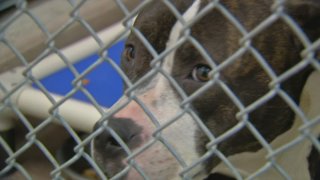 Dozens of Dogs Found Sick