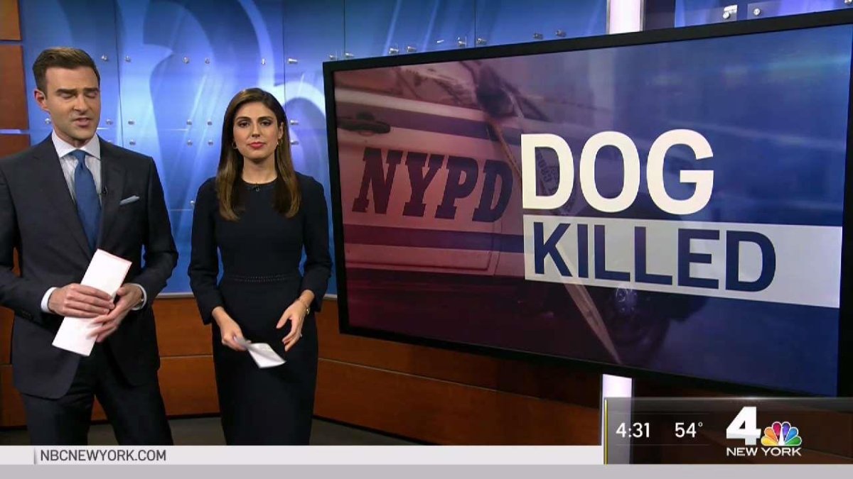 Dog Shot Through Door in the Bronx – NBC New York