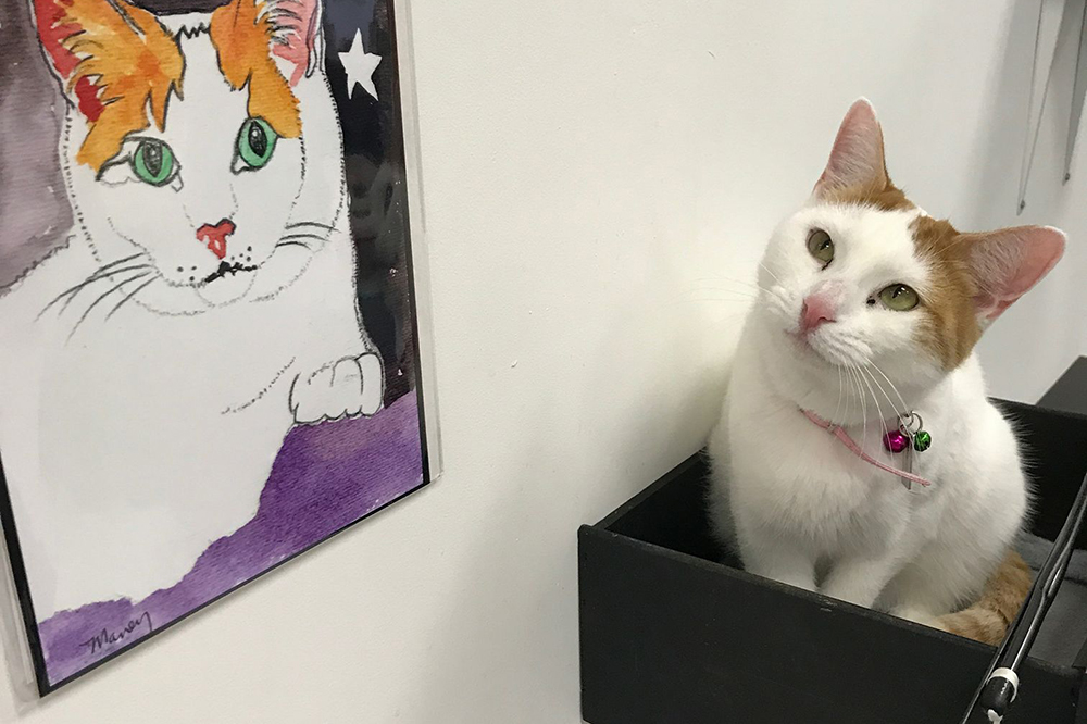 Cat Cafes New Purrfect Paradises For At Risk Shelter Cats Nbc