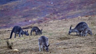 Kangaroos move close to a residential area from bushland in Merimbula, in Australia’s New South Wales state on Jan. 6, 2020. Massive bushfires have flared up in the vast country’s southeast in a months-long crisis, killing nearly half a billion native animals in New South Wales state alone, scientists estimate.