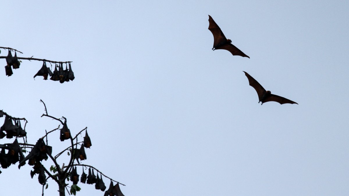 Scientists Focus On Bats For Clues To Prevent Next Pandemic – Nbc New York