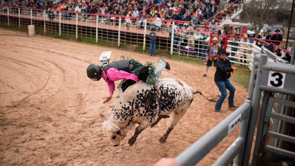 Bull Riding May Be 1st US Professional Sport to Welcome Fans – NBC New York