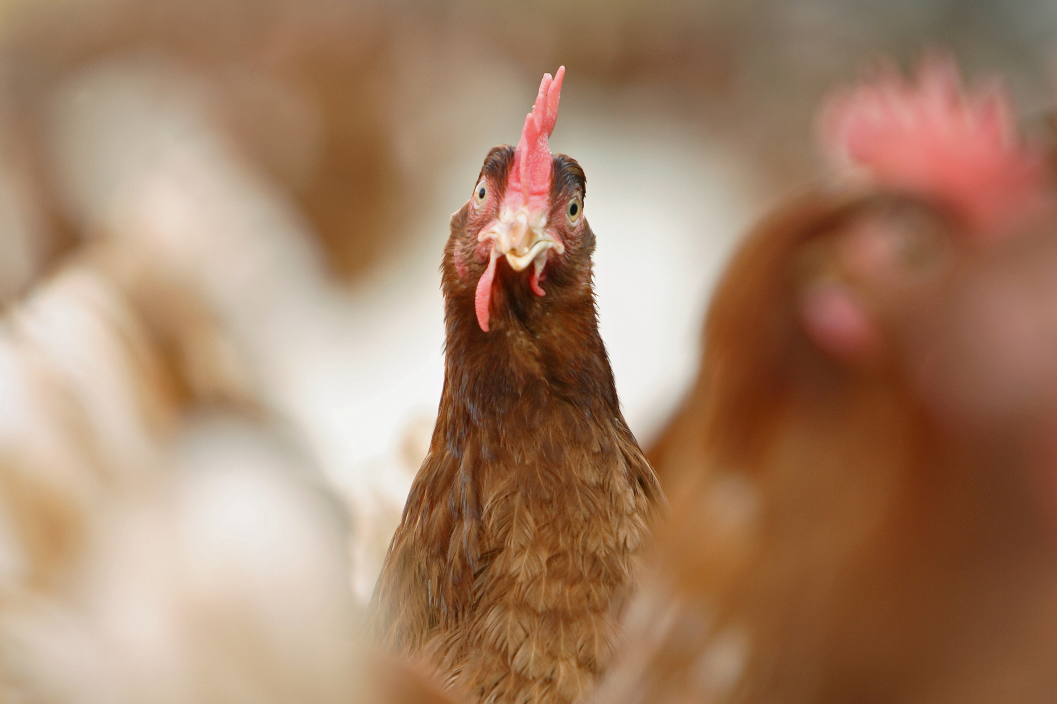 Backyard Poultry Cause of Salmonella Outbreak Linked to ...