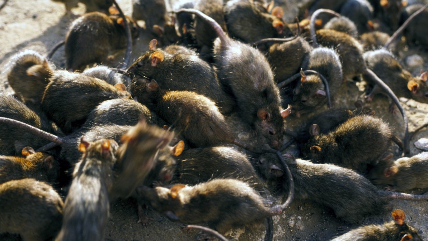 Starving and Cannibalistic: America’s Rats Getting Desperate Amid ...