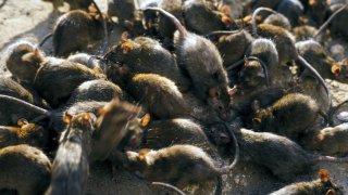 rats starving amid desperate cannibalistic