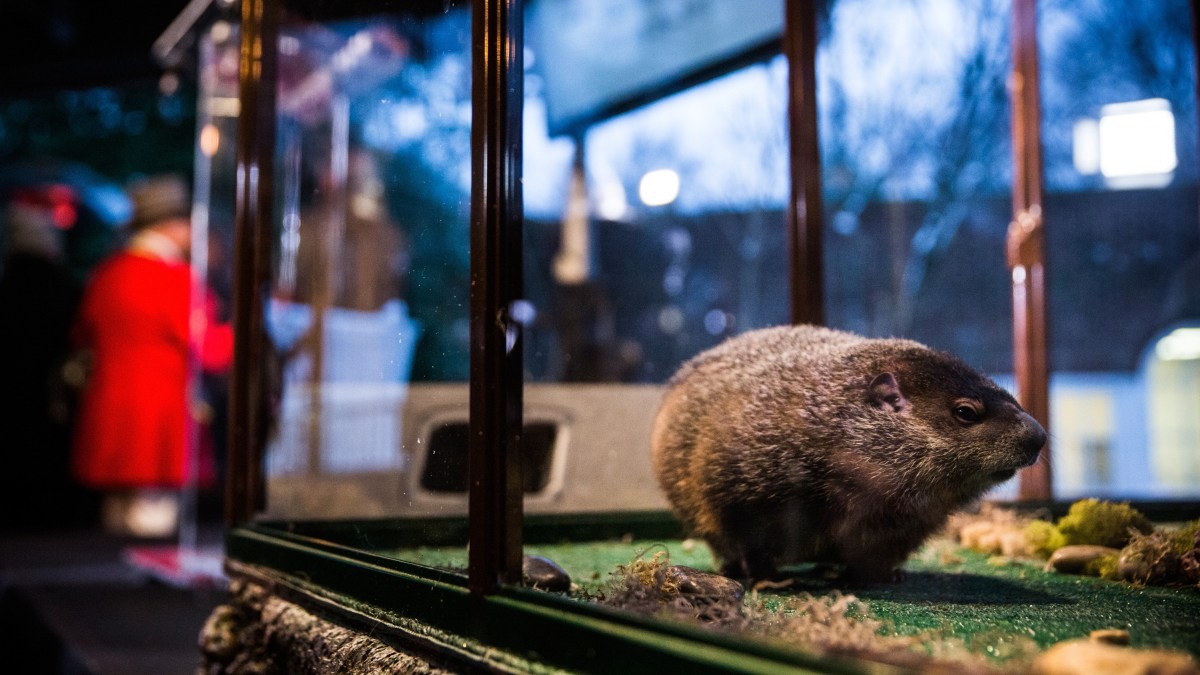Staten Island Chuck, Punxsutawney Phil Both Predict Early Spring – NBC