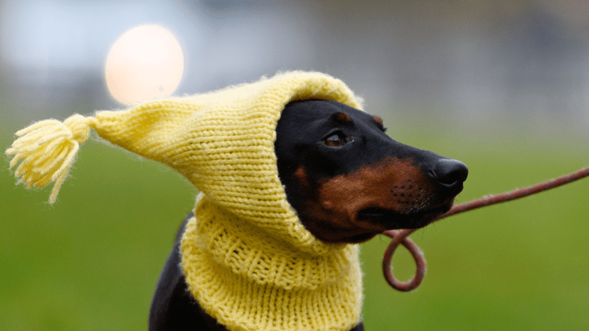GettyImages-514604022-dogs