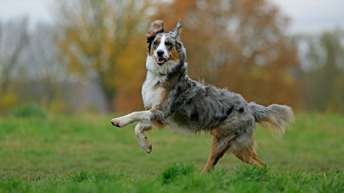 These 9 Breeds Make Excellent Guard Dogs – NBC New York
