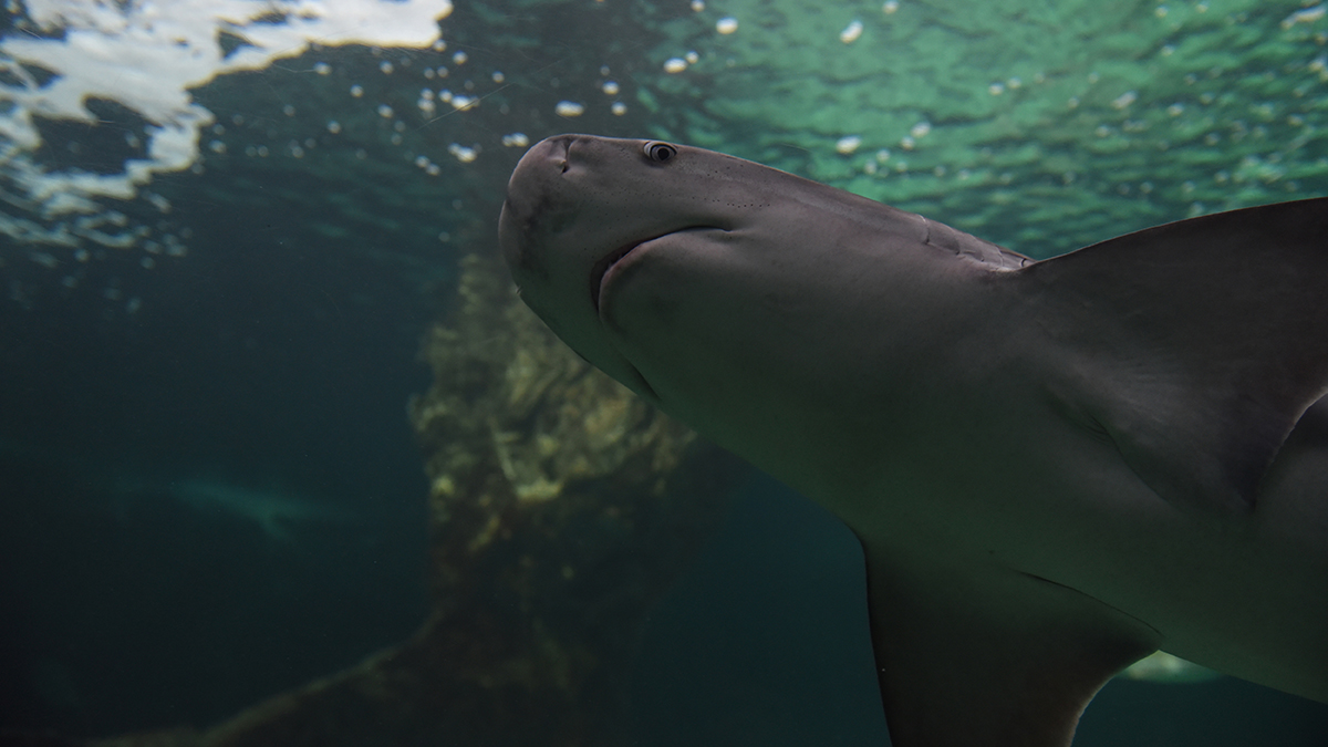 pool full of sharks