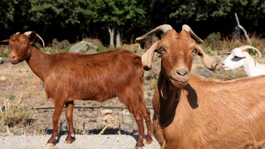 Greece Goats Gone Wild