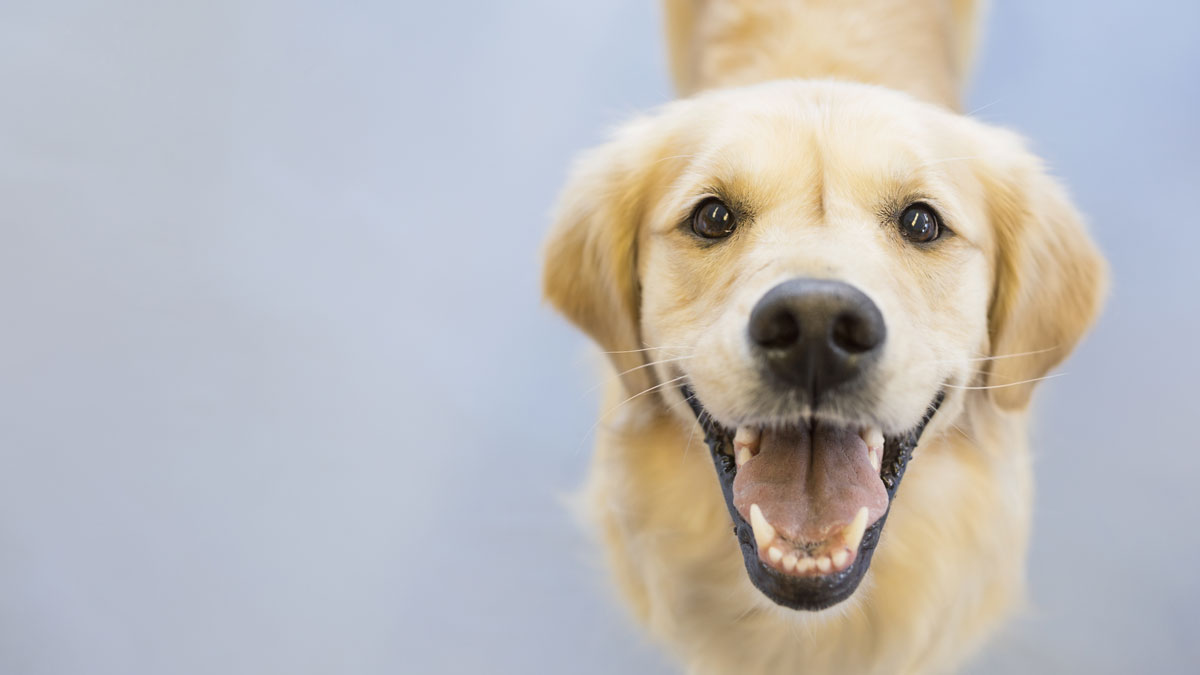 Man on Crusade to Save Shelter Dogs Crosses Country With Pack of Pups – NBC  New York