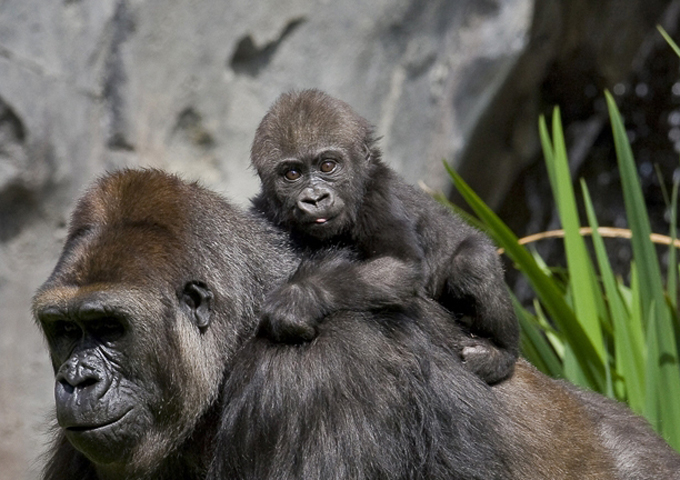 A baby western lowland gorilla has made his debut at the San Diego Zoo. Frank was born at the zoo in September and introduced to the public on Friday. Immediately after being placed in the Gorilla Tropics exhibit, Frank began crawling and foraging for food with his mother, 12-year-old Azizi, and the other gorillas. Zoo officials say Frank weighs 13 pounds, but he's expected to grow to more than 400 pounds by the time he is full grown at about age 15.