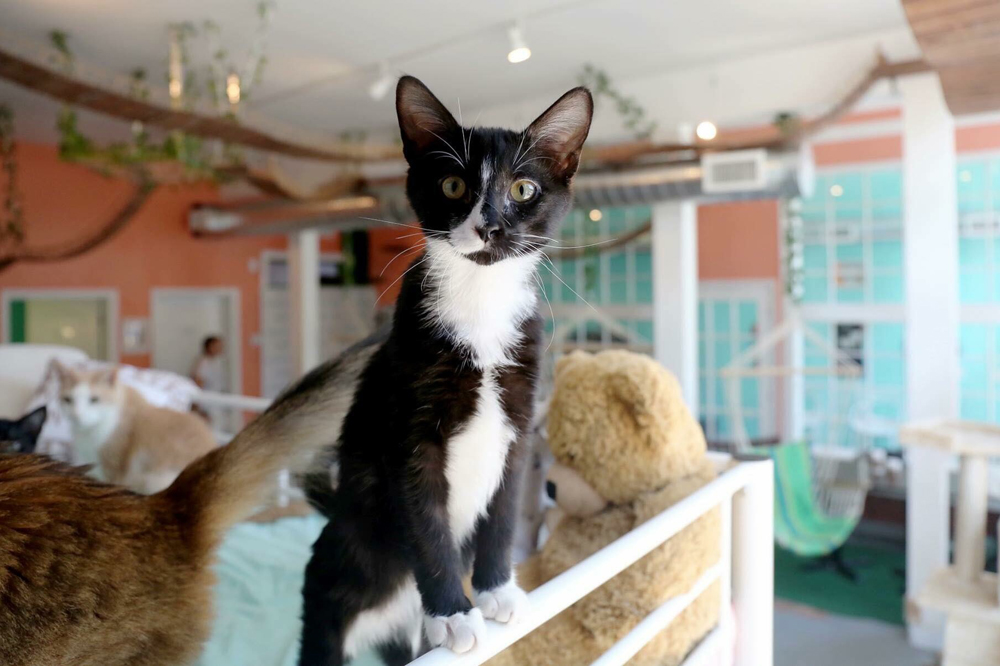 Cat Cafes New Purrfect Paradises For At Risk Shelter Cats Nbc
